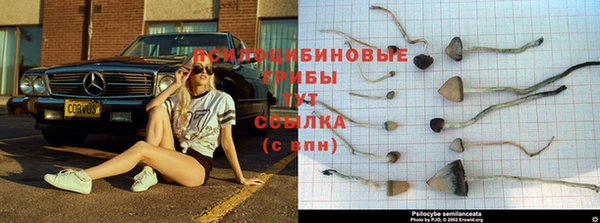 ALPHA PVP Беломорск
